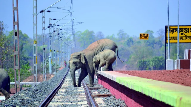 யானை வழித்தடம்