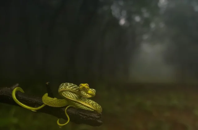 `National Geographic Nature Photographer of the Year' award winning photo