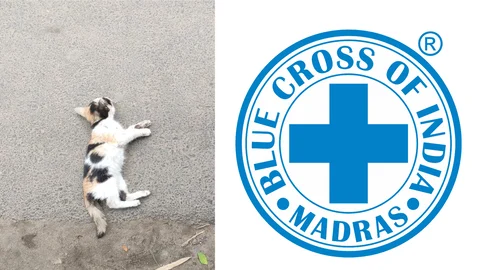Blue Cross
