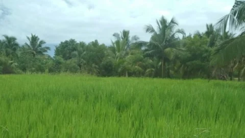 Rice Corp