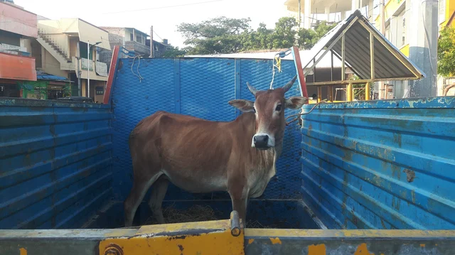 மாமல்லபுரத்தில் பிடிக்கப்படும் மாடு