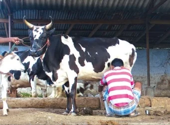 உள்ளூர் பால் விற்பனை