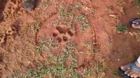 man eater tiger combing operation
