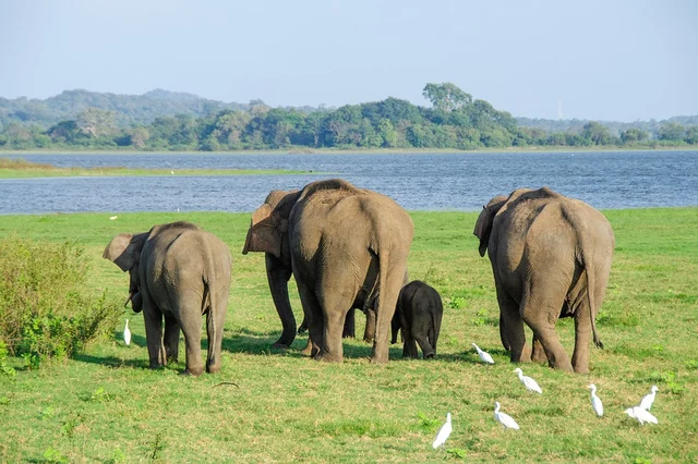 Elephant