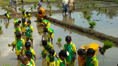வயலில் நாற்று நடும் குழந்தைகள்