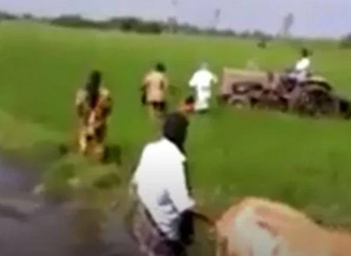பயிர்கள் அழிக்கப்பட்ட காட்சி.