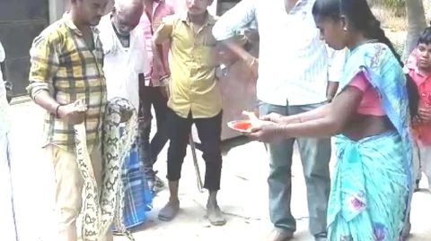மலைப்பாம்புக்கு ஆரத்தி எடுத்த மக்கள்