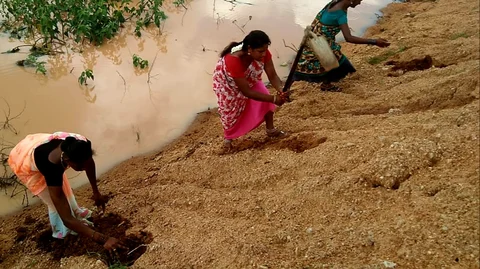 பனை விதைகளை நடவு செய்யும் திருநங்கைகள்