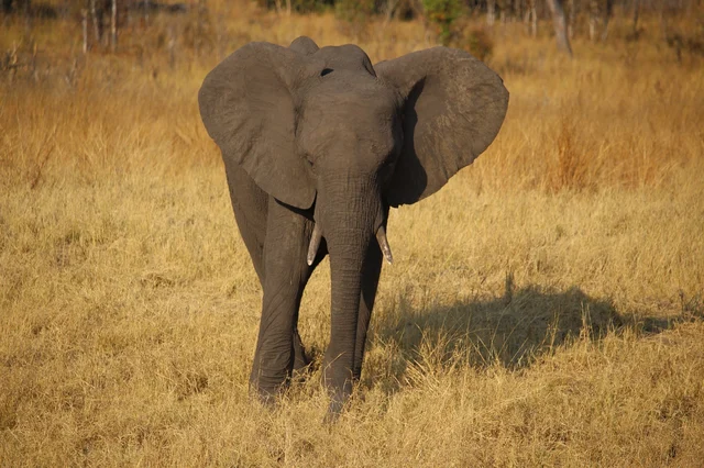 Zimbabwe Elephant