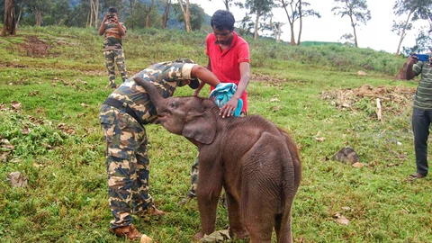 elephant calf