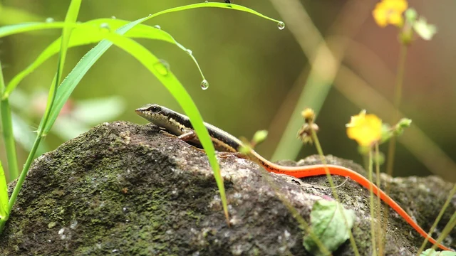 அரணை