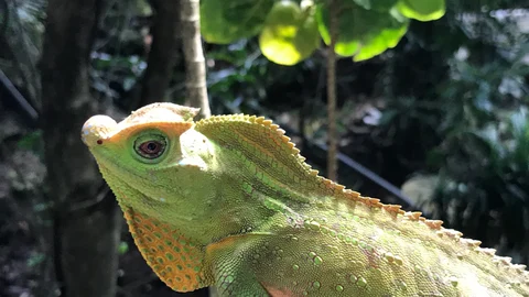 Reptiles