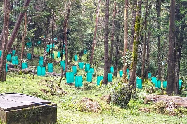 Shola trees
