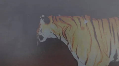 man eater tiger