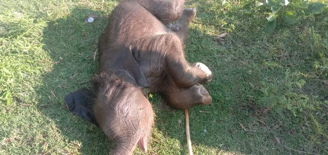 elephant calf found dead