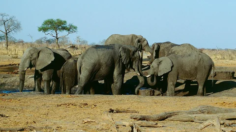 ஜிம்பாப்வே யானைகள்