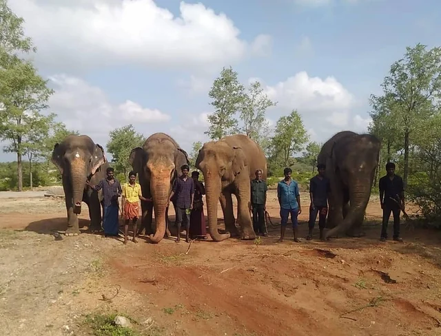 திருச்சி யானைகள் முகாமில் முதல் சில தினங்கள் சங்கிலியால் கட்டப்பட்ட யானைகளுடன் பாகன்கள்