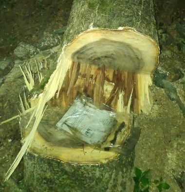 Aarey Forest