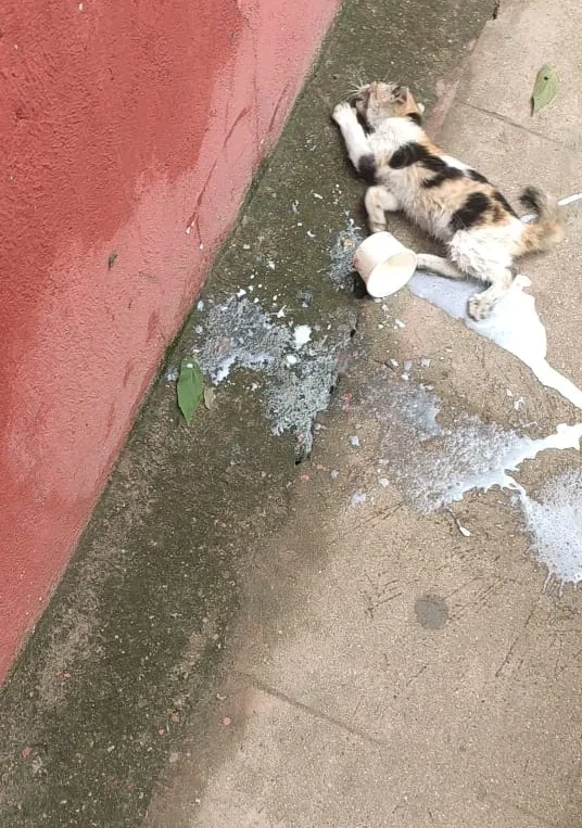 பூனைக்குட்டி
