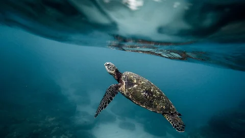 Sea turtle