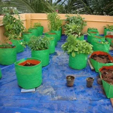 காய்கறித் தோட்டம்