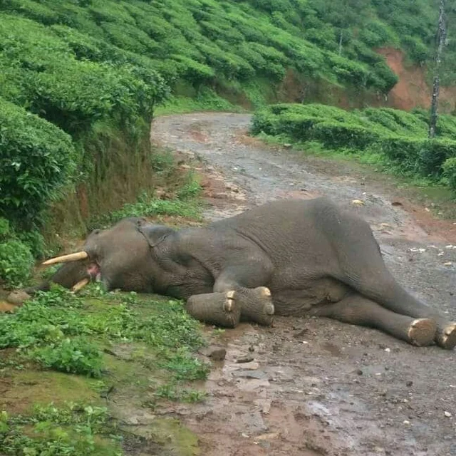 தேயிலை தோட்டத்தில் விழுந்து இறந்த யானை
