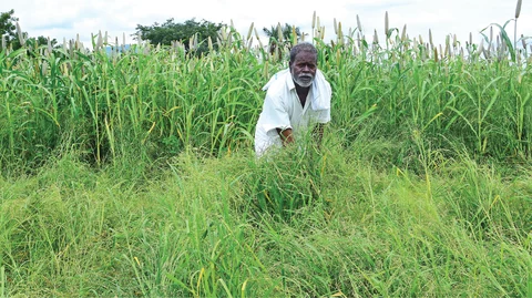 சாமை வயலில் காளி