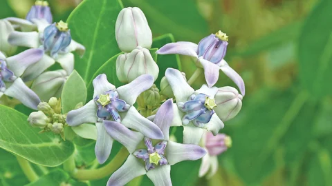 எருக்கு