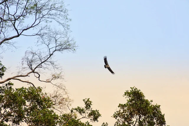 Save Vulture