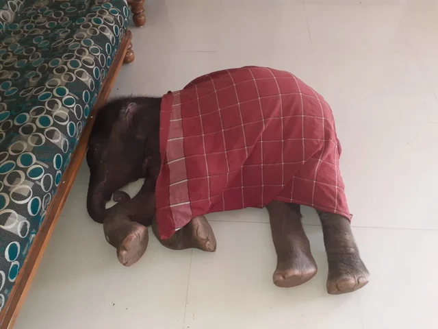 ஓய்வெடுக்கும் அம்முக்குட்டி