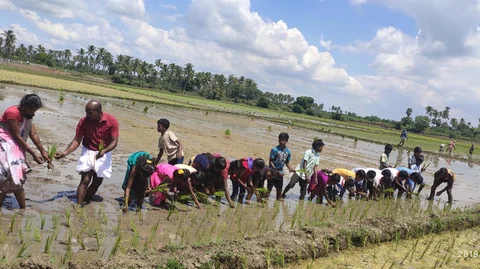 நடவு நடும் மாணவர்கள்