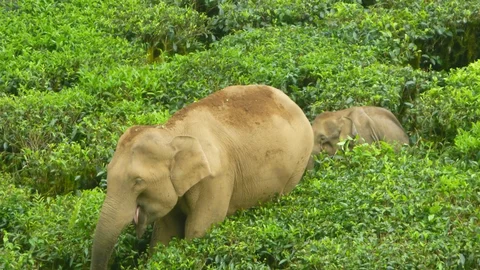 யானை