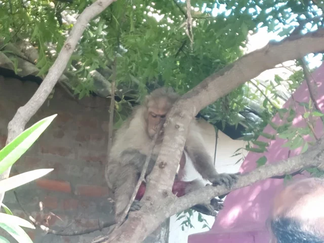 கடிப்பட்ட குரங்கு