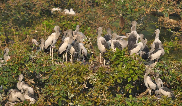 வேடந்தாங்கல் பறவைகள் சரணாலயம்.
