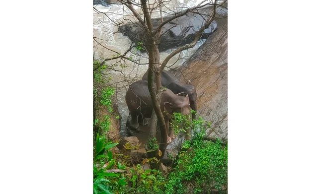 `நீர்வீழ்ச்சியில் விழுந்து பலியான யானைகள்!’ - விசாரணைக்காக அனுப்பிய ட்ரோனில் வெளியான அதிர்ச்சி தகவல்