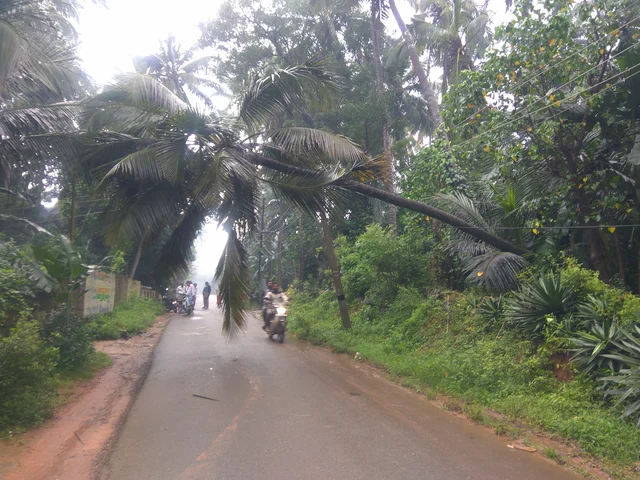 சாய்ந்த தென்னை மரம்