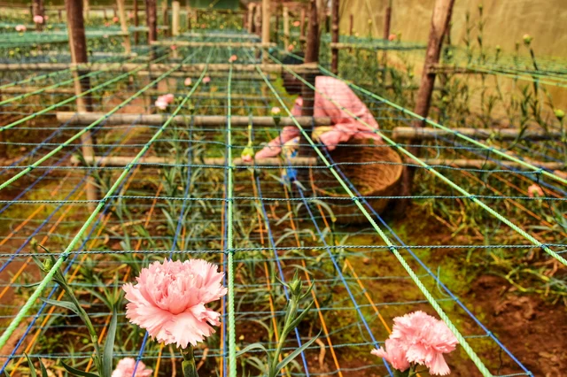 carnation flowers