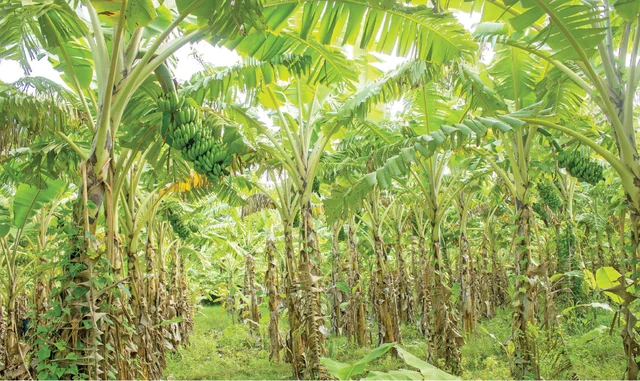 செழித்து வளர்ந்திருக்கும் வாழைமரங்கள்