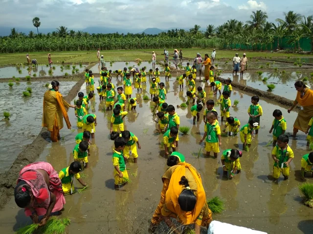 வயலில் நாற்று நடும் குழந்தைகள்
