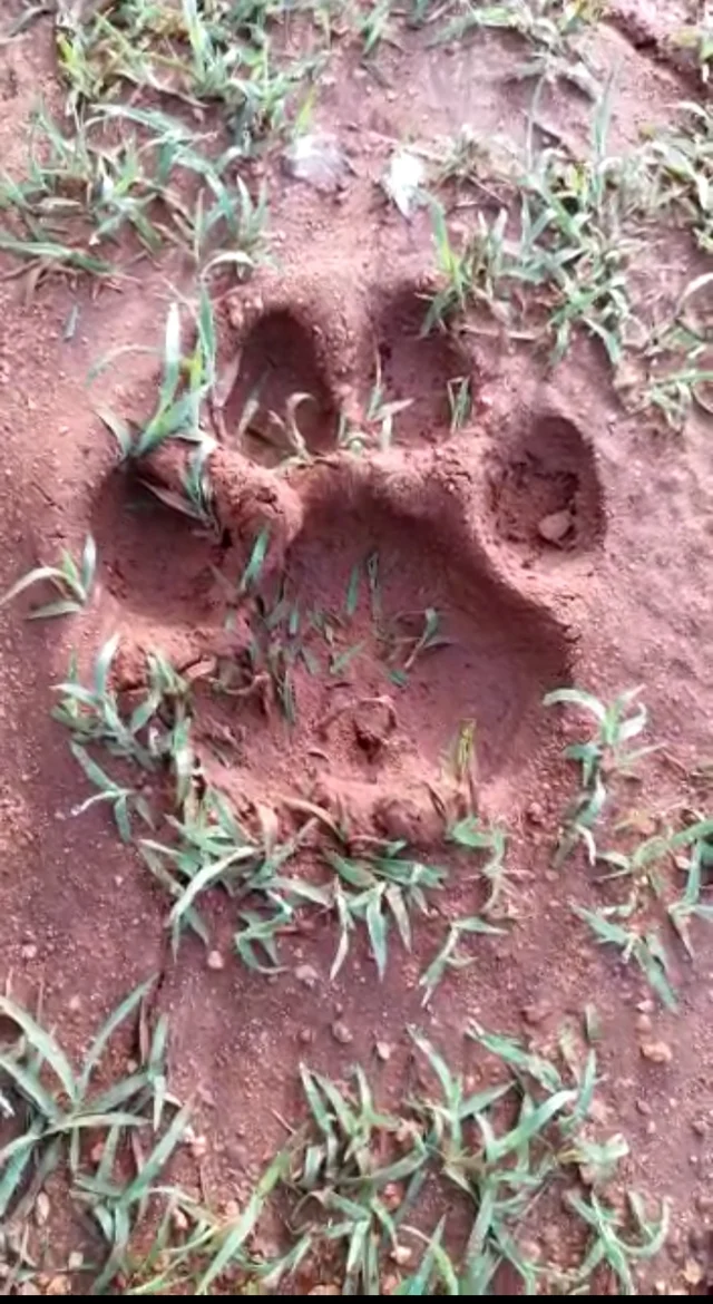 man eater tiger combing operation