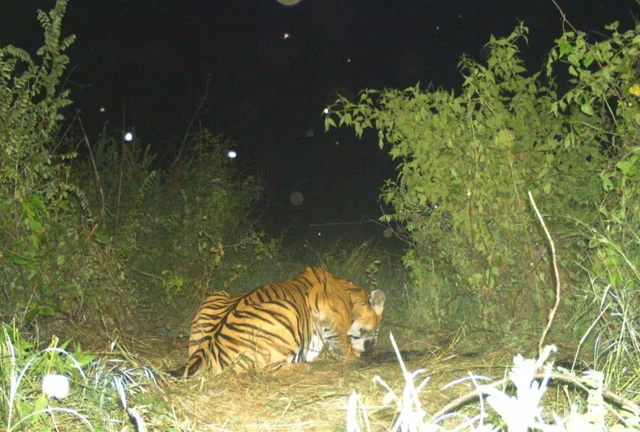 ஆட்கொல்லி புலி