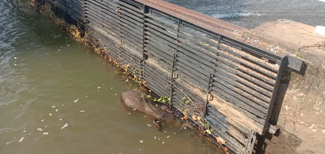 elephant calf found dead