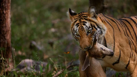 Tiger