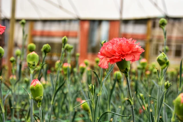 carnation flowers
