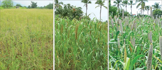 சாமை, தினை, கம்பு