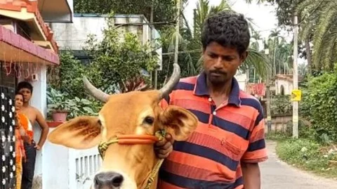 பசுவுக்கு தங்க நகைக்கடன் கேட்ட விவசாயி