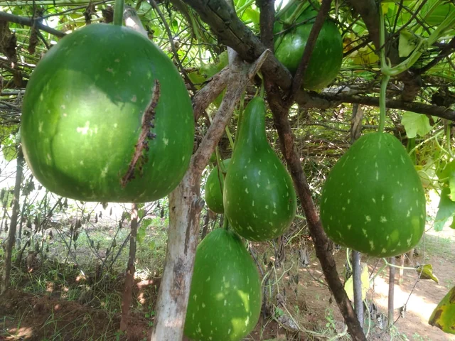 இயற்கை சுரை சாகுபடி