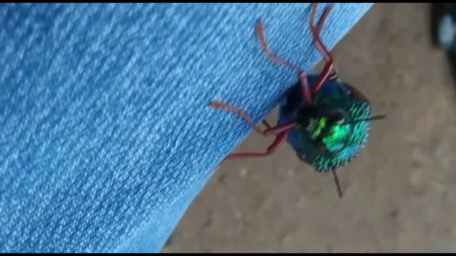 பொன்வண்டு
