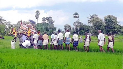 நெற்பயிரின் இடையே கொண்டுசெல்லும் சடலம்