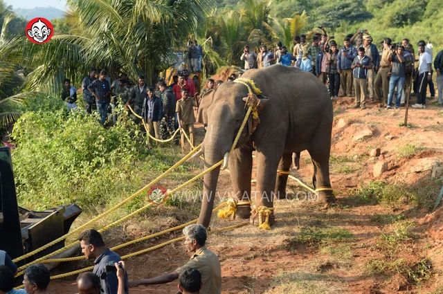 அரிசி ராஜா